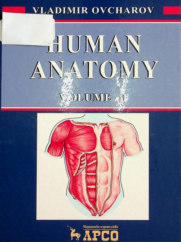 Human anatomy